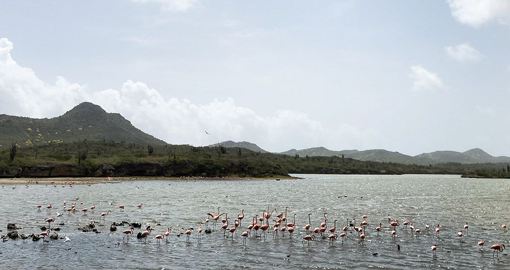 De Brandaris met op de voorgrond flamingo's