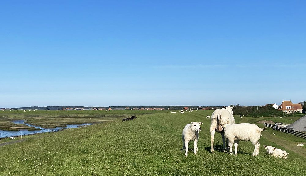 Schapen op de dijk bij het wad