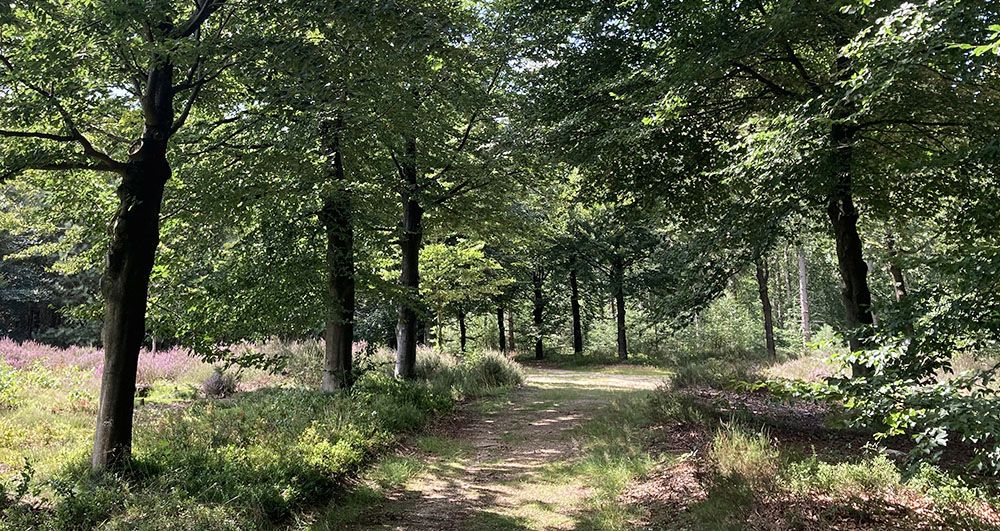 Bos en heide bij de Amerongse Berg