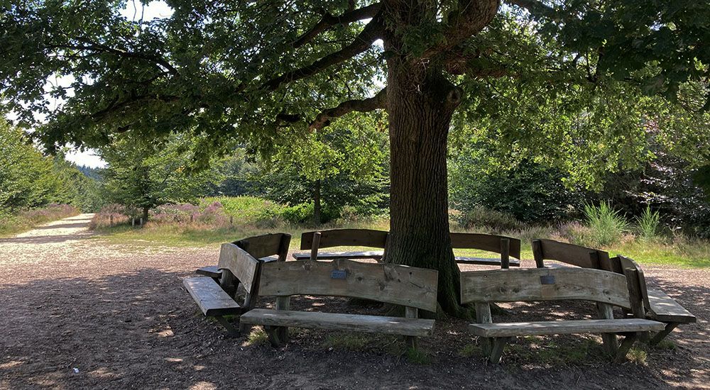 De Eenzame Eik op de Amerongse Berg