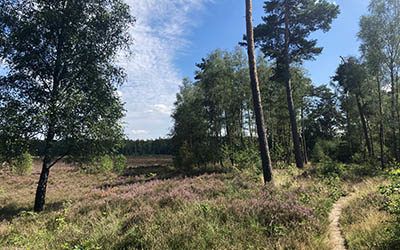 Schitterende heidewandeling bij de Amerongse Berg