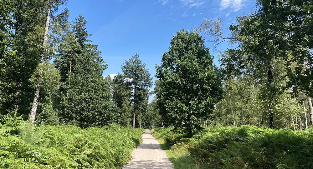 Varens aan de route