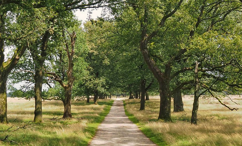 Fietspad bij Deelerwoud