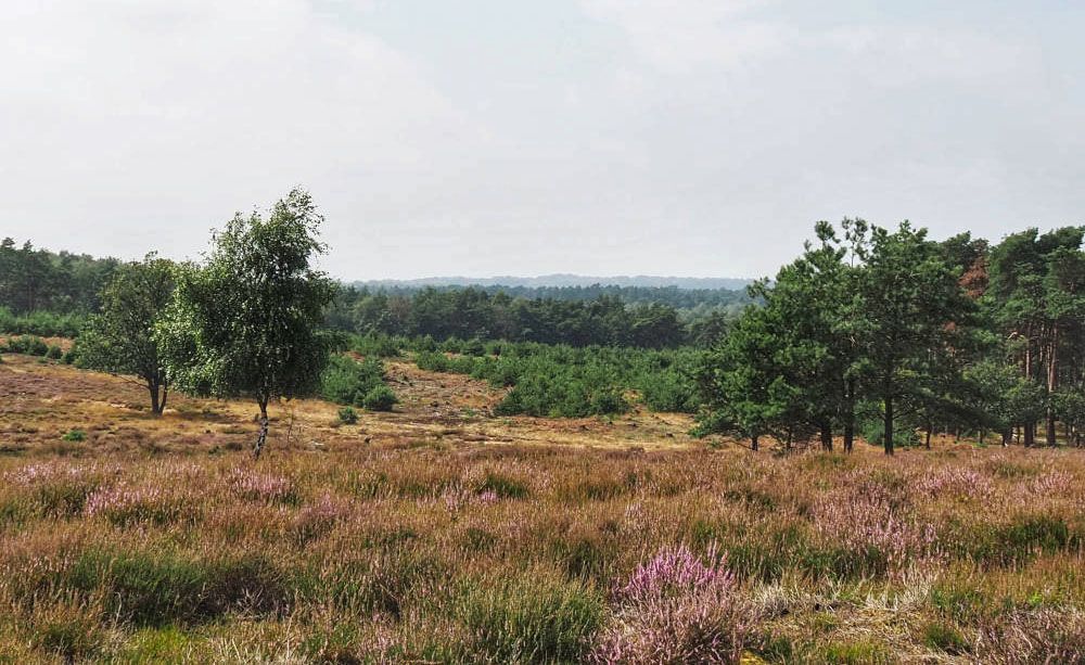 Uitzicht op heide bij Deelerwoud