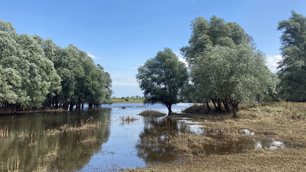 Ondergelopen pad in de Klompenwaard