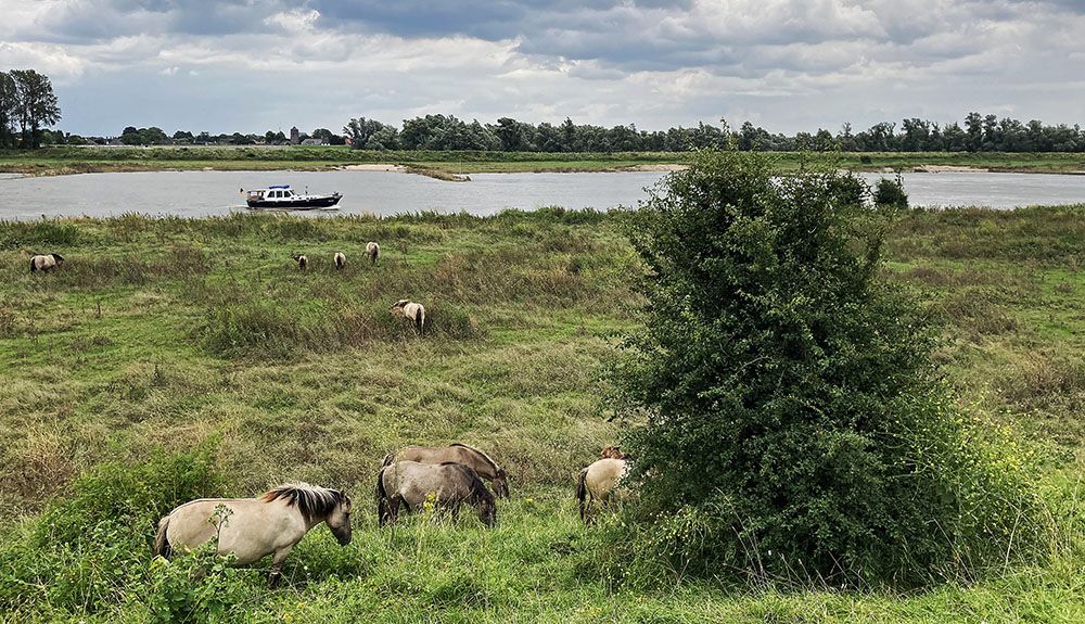 Paarden aan het Pannerdensch Kanaal