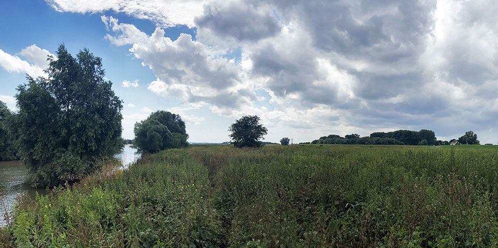 Het hoge gras in de Klompenwaard