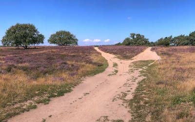 Een prachtige heidewandeling bij Blaricum