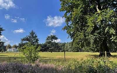 Fraaie bos- en heidewandeling bij Doorn