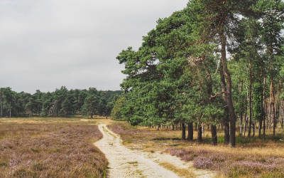 Wandeling door het Deelerwoud: ruige natuur en Big Five