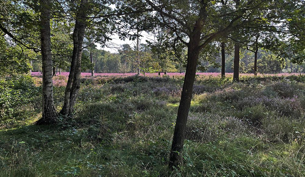 Heide bij de Kaapse Bossen