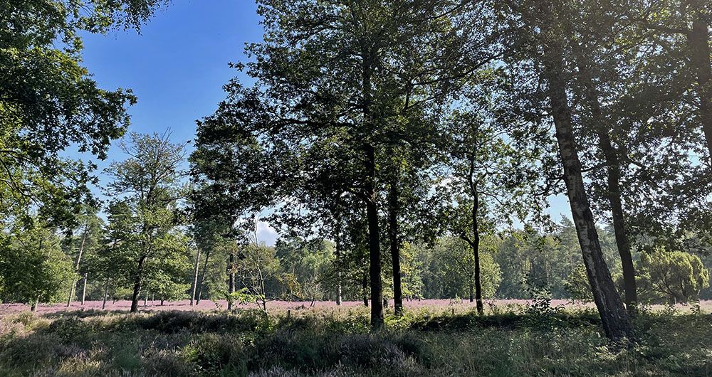 Bloeiende heide