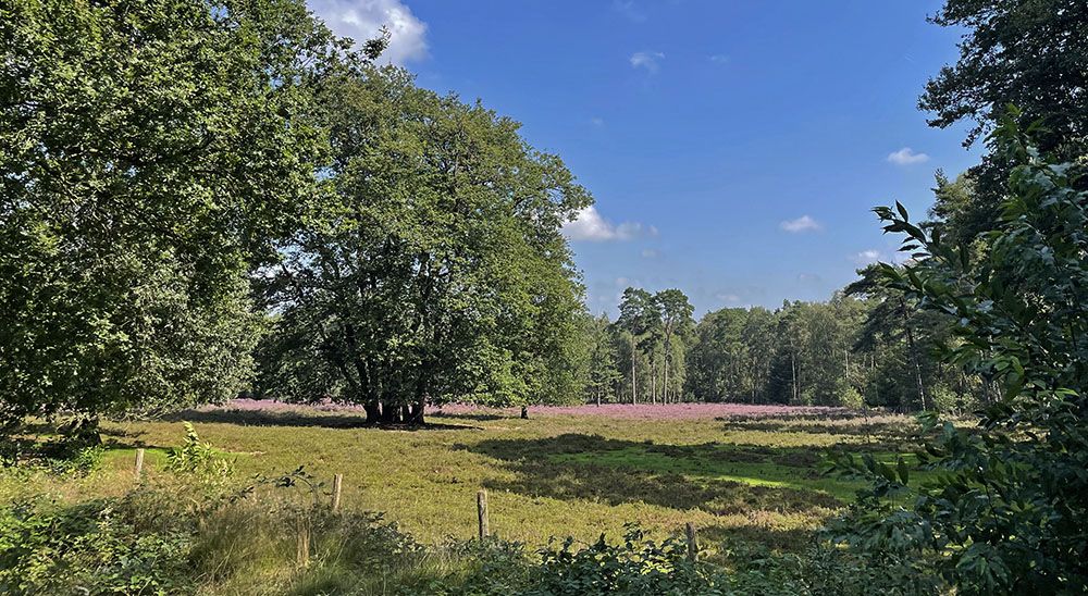 Bloeiende heide bij de Kaapse Bossen