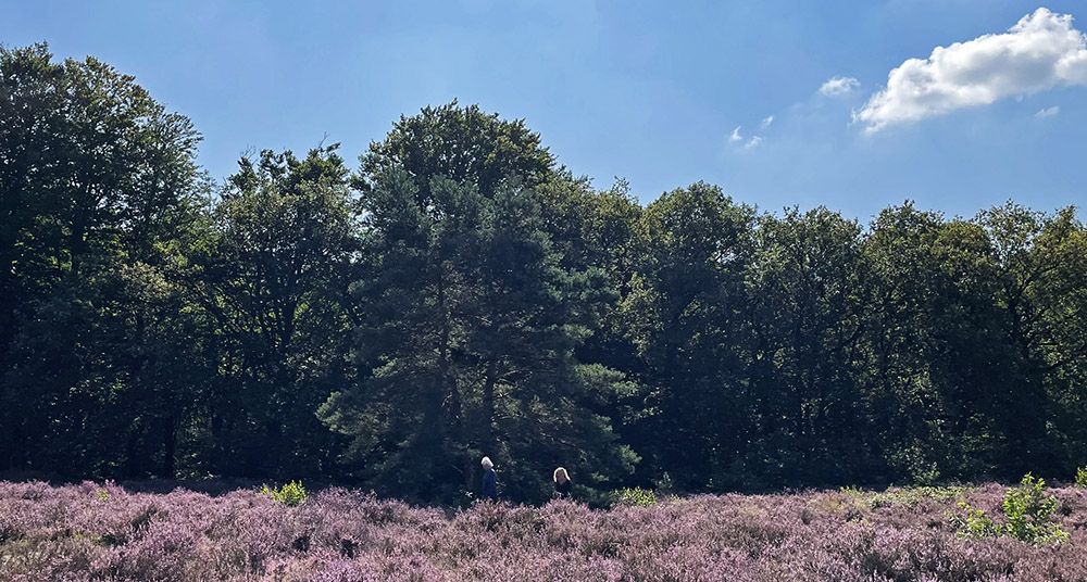 Bloeiende heide op de Helena heuvel