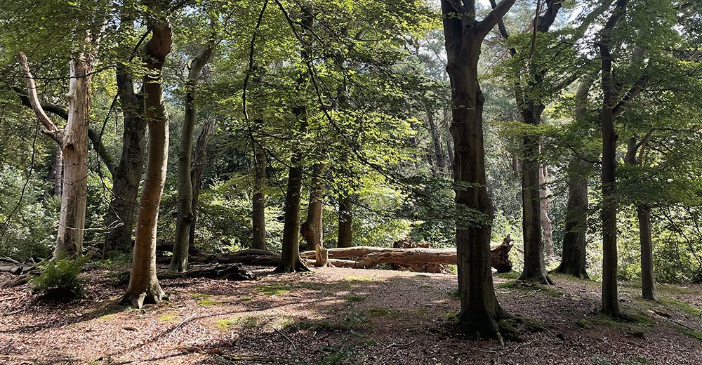 lunchplek in de Kaapse Bossen