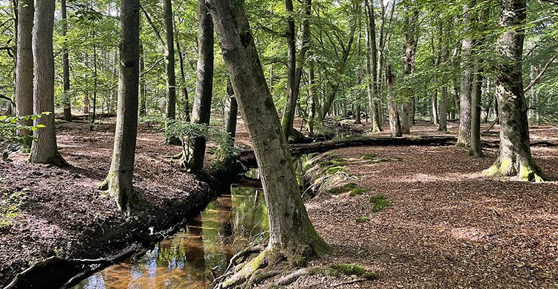 Leuvenumse beek