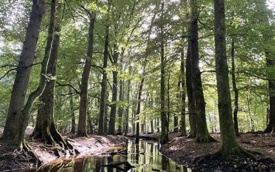 Heerlijke wandeling door het Leuvenumse Bos