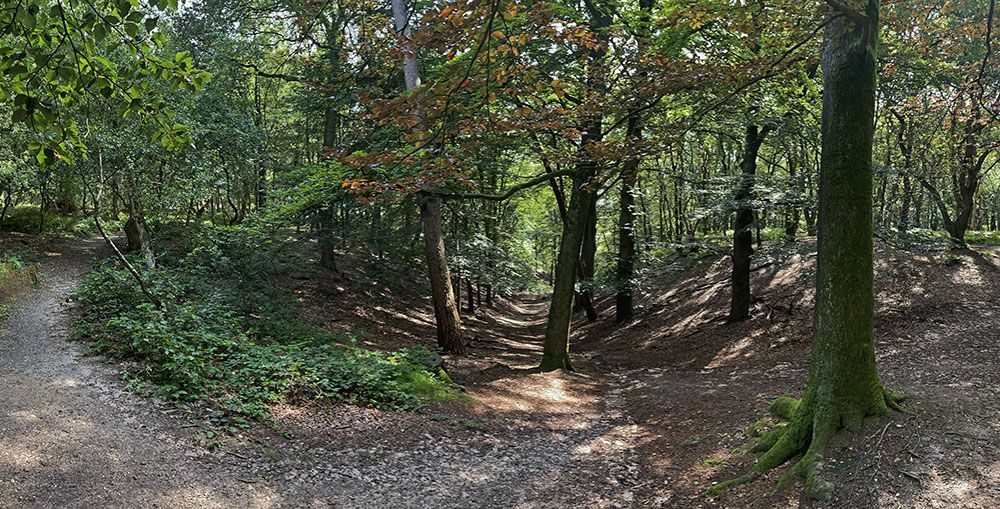 In het bos op de Grebbeberg