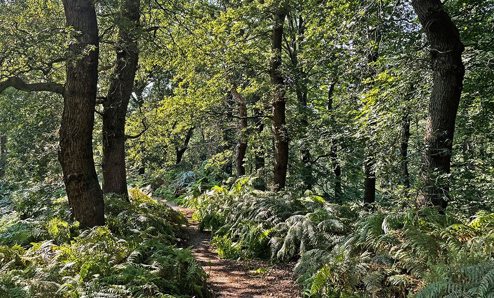 Bos bij Rhenen