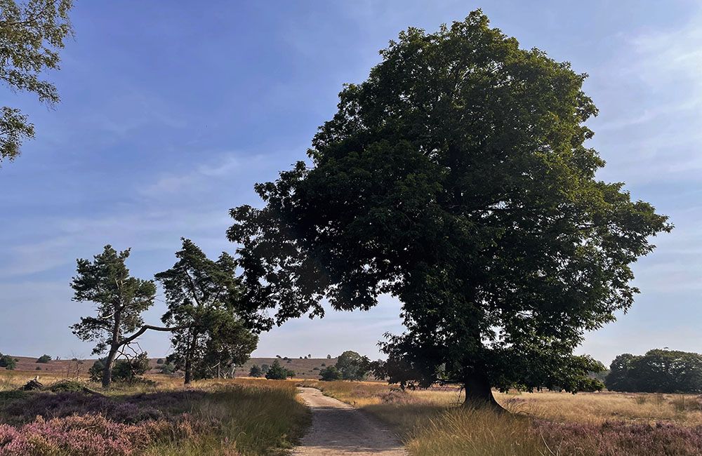 Heide op de Haarlerberg