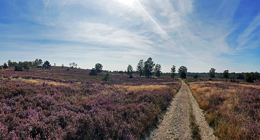 Heide op de Haarlerberg