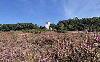 Bloeiende heidewandeling naar de Sprengenberg