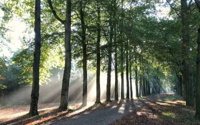 Herfstwandeling op landgoed Groeneveld en de heide bij Hilversum