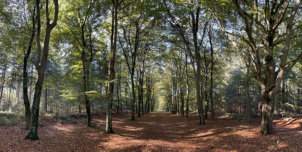 Beukenlaantje in het Amerongse Bos