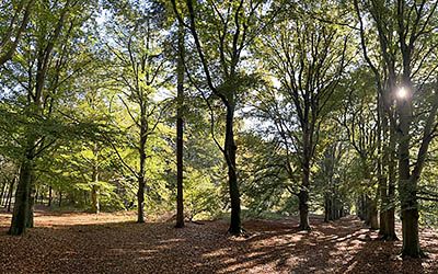 Prachtige herfstwandeling door het Amerongse Bos