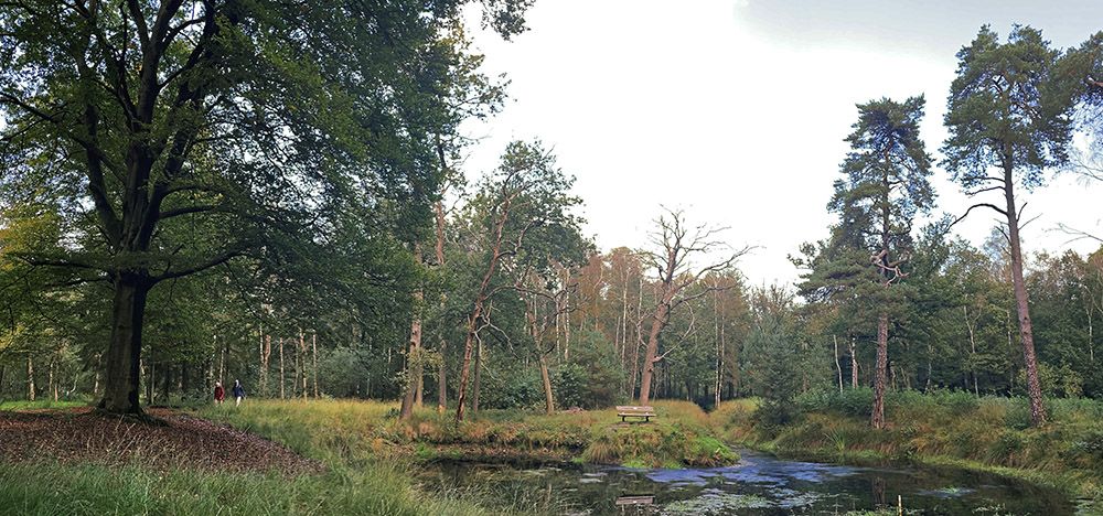 Poel in het bos