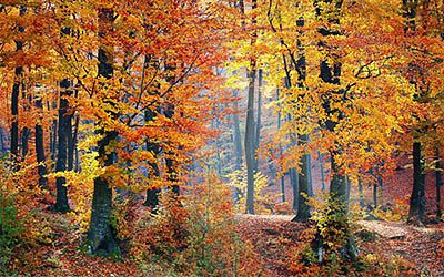 Herfst