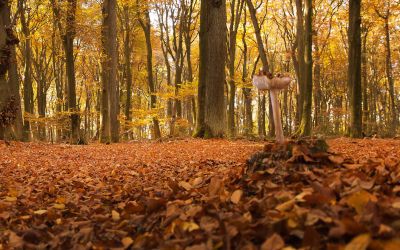 Genieten van de herfst, het mooiste seizoen van het jaar