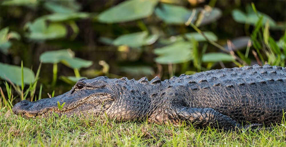 Alligator in de Everglades