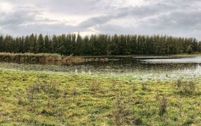 Wandeling bij Zeewolde: boswandeling in het Horsterwold