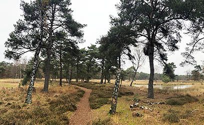 Herfstwandeling om de Ravenvennen in De Maasduinen