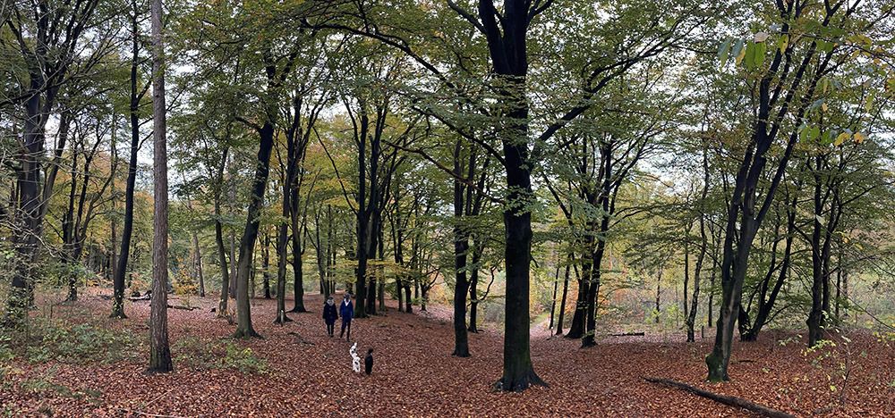 Honden in Hoog Moersbergen