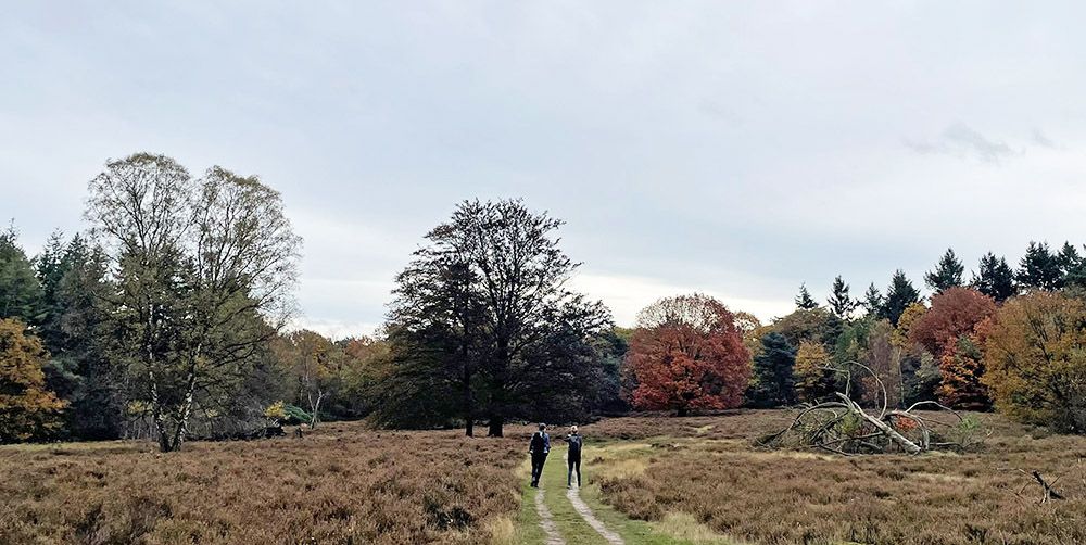 Wandelaars op de heide van Stameren