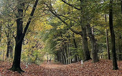 Korte maar verrassende herfstwandeling bij Maarn