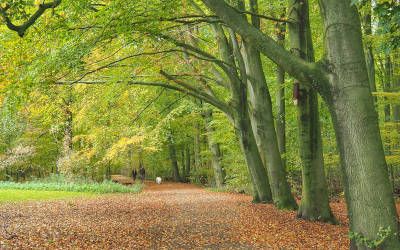 Wandelgebied het Amsterdamse Bos: de allermooiste wandelroutes