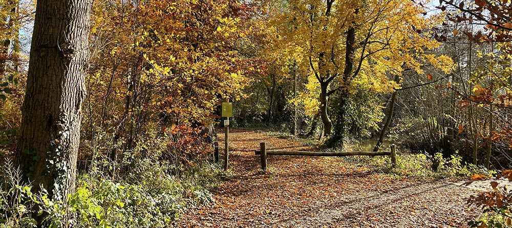 Herfstbos bij Zeist