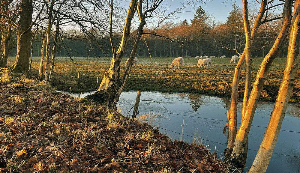 Koeien bij zonsondergang