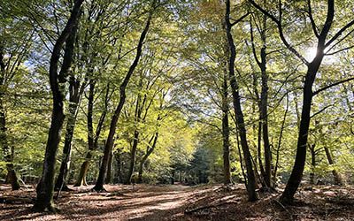 Wandelingen in Nederland