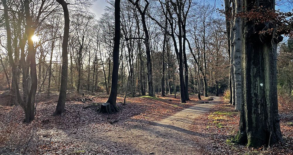 bos bij Lage Vuursche