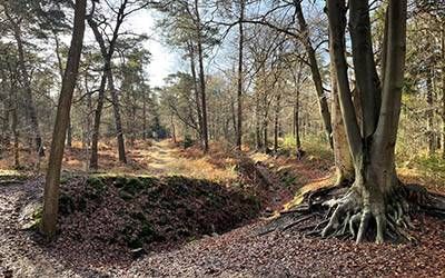 Koninklijke heuvelrugroute bij Lage Vuursche