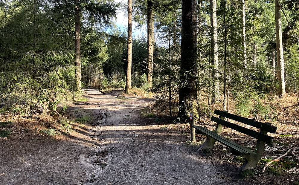 Bankje in het bos