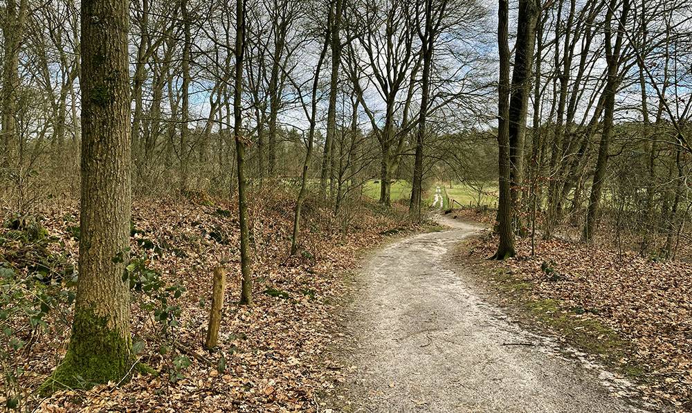 bospad naar de heide