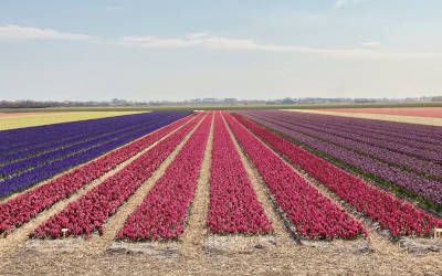 De bollenvelden bij Callantsoog en het Zwanenwater