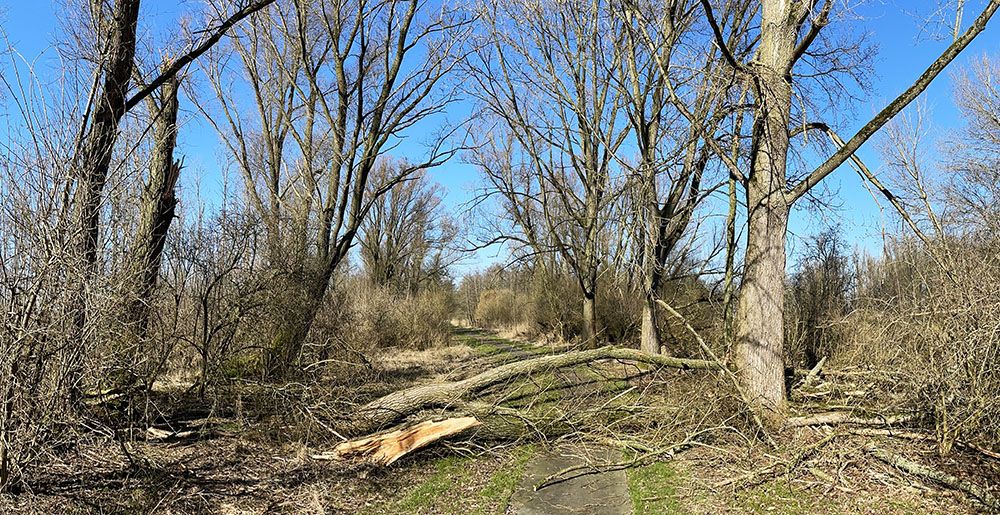 Stormschade in het Larserbos