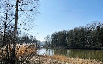 Wandeling door het Larserbos bij de Flevolandse tulpenvelden