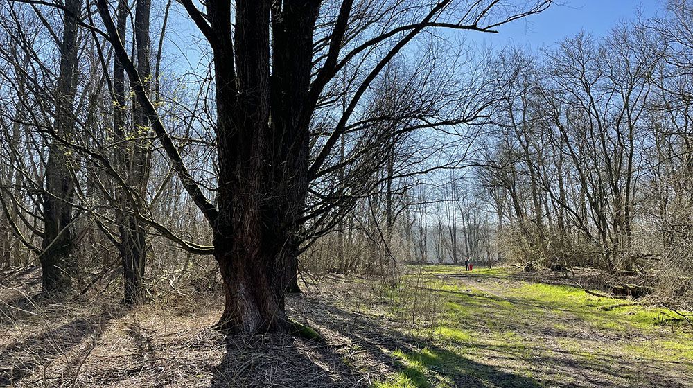 Wandelaars in het Larserbos